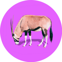 Realistic Antelope On Bright Purple Background Sticker