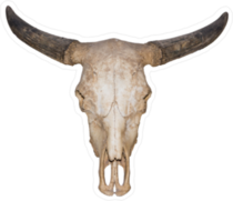 Realistic Buffalo Skull Sticker