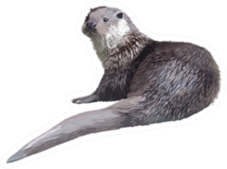 Realistic Detailed Illustration - Otter Sticker