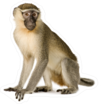 Realistic Vervet Monkey Sticker