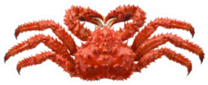 Red Brown King Crab Sticker