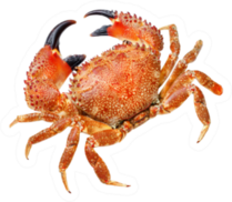 Red Crab Isolated Sticker