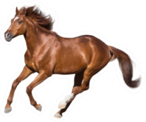 Red Horse Run Gallop Isolated On White Sticker