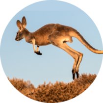 Red Kangaroo Jumping Sticker