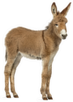 Side View Of A Young Provence Donkey Foal Sticker