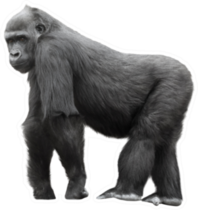 Silverback Gorilla Standing Sticker