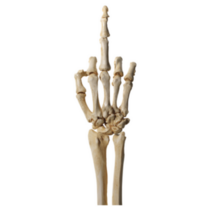 Skeleton Hand Flipping The Bird Sticker