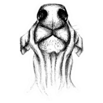 Sketch Of The Dog Nose Sticker