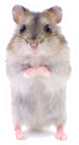 Small Domestic Hamster Isolated On White Sticker