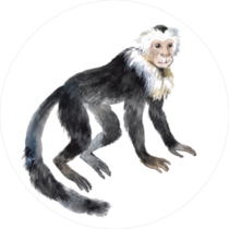 Smiling Capuchin Monkey Sticker