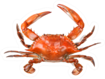 Steamed Blue Crab Sticker