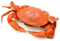 Steamed Crab On White Background Sticker