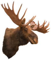 Stuffing Moose Sticker