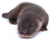 Stunning Baby River Otter Isolated On White Sticker