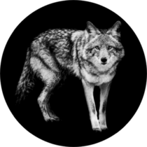 Template Of Coyote In B&w Sticker