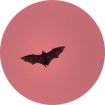 Terrible Horrible Bat Silhouette In Sky In Flight Sticker