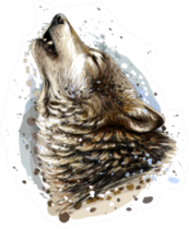 The Coyote Howls Sketch Sticker