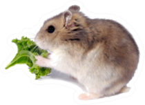 The Djungarian Hamster Eating Lettuce Sticker