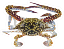 The Flower Crab Or Blue Crab Sticker