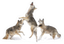 Three Coyotes Jumping In Snow Sticker