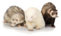 Three Ferrets Posing For Portrait Sticker