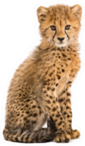 Three Months Old Cheetah Cub Sitting Sticker