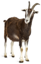 Toggenburg Goat Against White Background Sticker