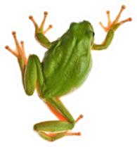 Tree Frog Isolated On White Sticker