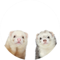 Two Ferrets Close-up Portrait Sticker