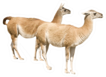 Two Llamas (isolated On White)