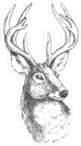 Vector Vintage Deer Head In Engraving Style Sticker