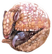 Watercolor Armadillo Illustration Sticker