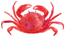 Watercolor Crab Illustration Sticker