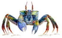 Watercolor Illustration Of A Sea Crab Sticker