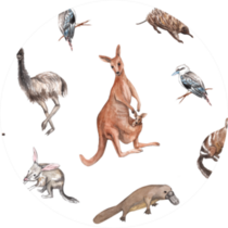 Watercolor Native Australian Animals Kangaroo Sticker