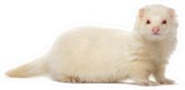 White Ferret Looking At The Camera Sticker