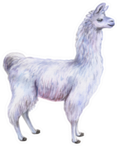 White Llama Or Alpaca Hand-drawn Watercolor Sticker