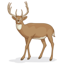 Whitetail Deer Illustration Sticker