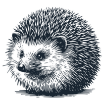 Wild Hedgehog Sketch Sticker