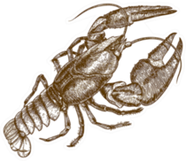 Woodcut Illustration Of One Lobster Sticker