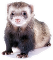 Young, Brown Ferret Sticker